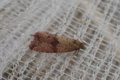 <i>Celypha striana</i>
