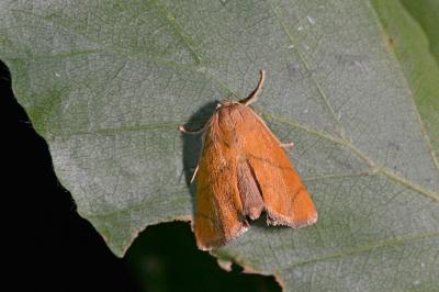 <i>Apoda limacodes</i>