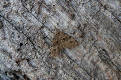 <i>Alucita hexadactyla</i>