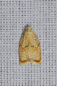 <i>Acleris forsskaleana</i>