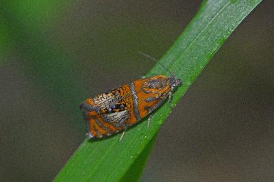 <i>Olethreutes arcuella</i>