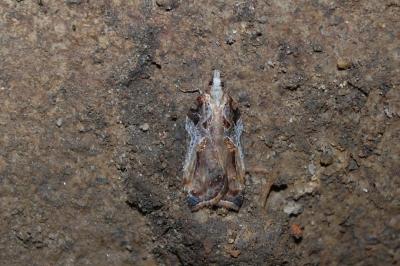 <i>Acleris cristana</i>