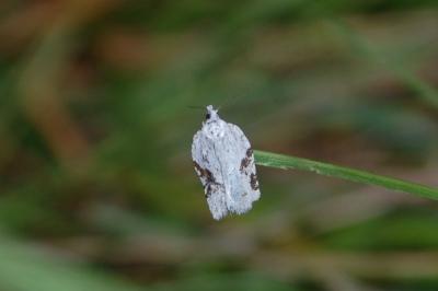 <i>Acleris kochiella</i>