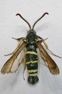 <i>Paranthrene tabaniformis</i>