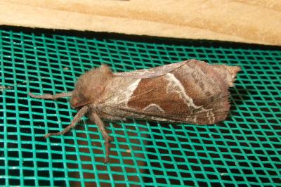 <i>Triodia sylvina</i>