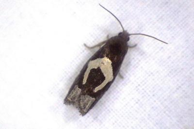 <i>Epiblema foenella</i>