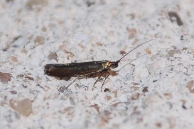 <i>Coleophora alcyonipennella</i>
