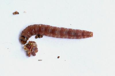 <i>Epinotia immundana</i>