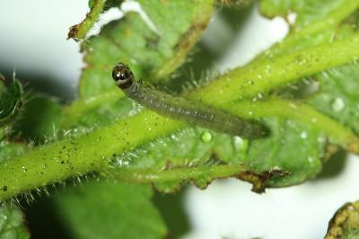<i>Notocelia uddmanniana</i>