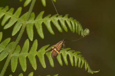 <i>Nemophora degeerella</i>