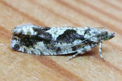 <i>Zeiraphera isertana</i>