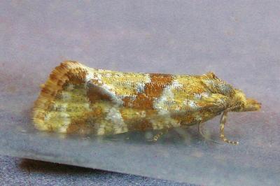 <i>Aethes hartmanniana</i>