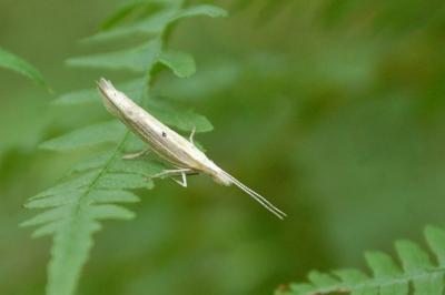 <i>Ypsolopha nemorella</i>