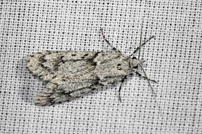 <i>Diurnea fagella</i>