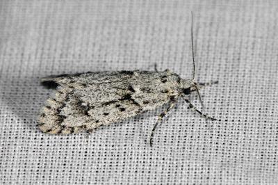 <i>Diurnea fagella</i>