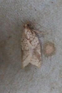 <i>Acleris rhombana</i>