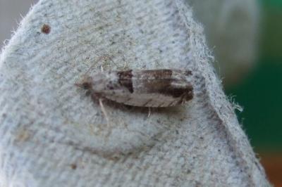<i>Epinotia ramella</i>