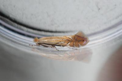 <i>Phyllonorycter quercifoliella</i>