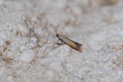 <i>Coptotriche marginea</i>
