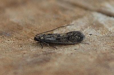 <i>Tinea dubiella</i>