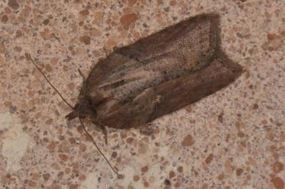 <i>Acleris hastiana</i>