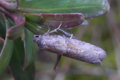 <i>Tortricodes alternella</i>