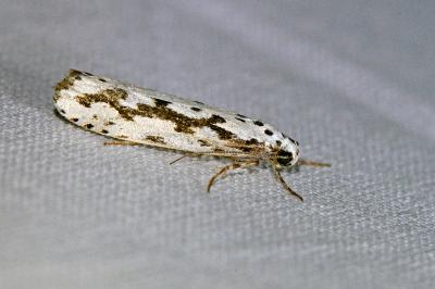 Ethmia