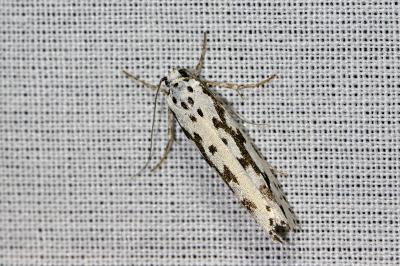 Ethmia