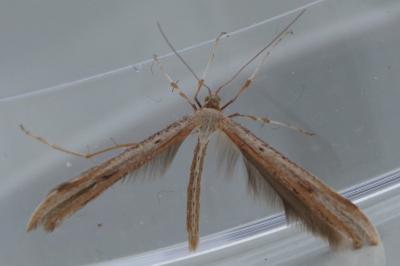 <i>Emmelina monodactyla</i>