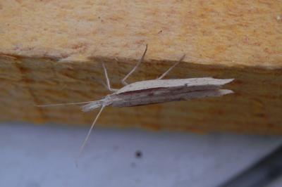 <i>Ypsolopha mucronella</i>