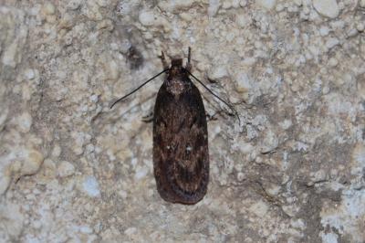 <i>Depressaria albipunctella</i>