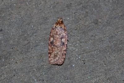 <i>Agonopterix ferocella</i>