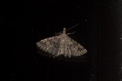 <i>Alucita hexadactyla</i>