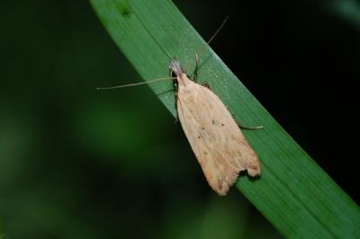 <i>Dichomeris limosella</i>