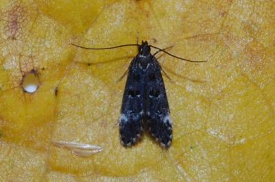 <i>Dichomeris alacella</i>