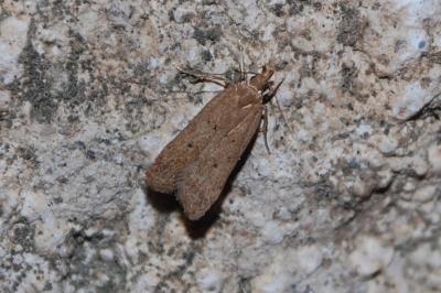 <i>Helcystogramma lutatella</i>