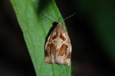 <i>Archips crataegana</i>