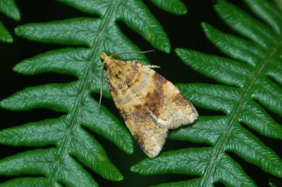 <i>Epagoge grotiana</i>