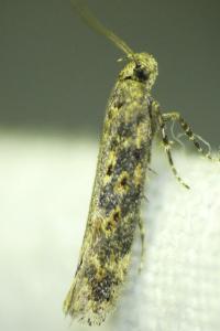 <i>Scrobipalpa ocellatella</i>