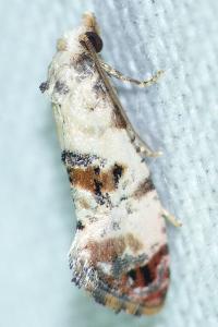 <i>Neocochylis hybridella</i>