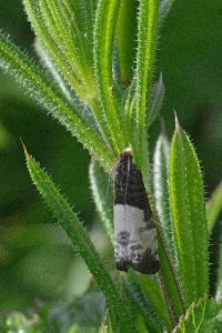 <i>Notocelia cynosbatella</i>