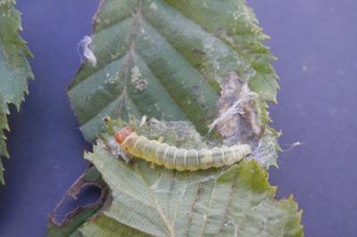 <i>Diurnea fagella</i>