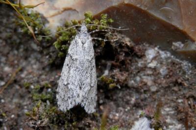 <i>Diurnea fagella</i>