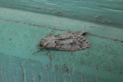 <i>Diurnea fagella</i>