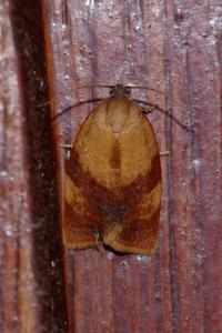 <i>Cacoecimorpha pronubana</i>