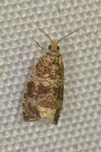 <i>Celypha lacunana</i>