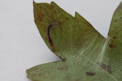 <i>Parornix anglicella</i>