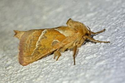 <i>Triodia sylvina</i>