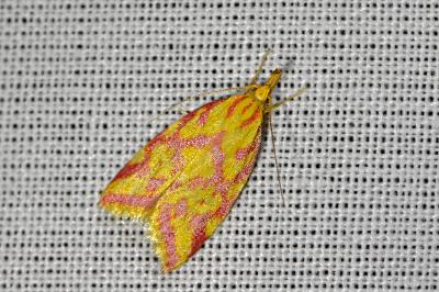 <i>Hypercallia citrinalis</i>