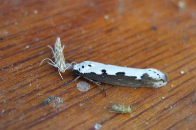 Ethmia bipunctella